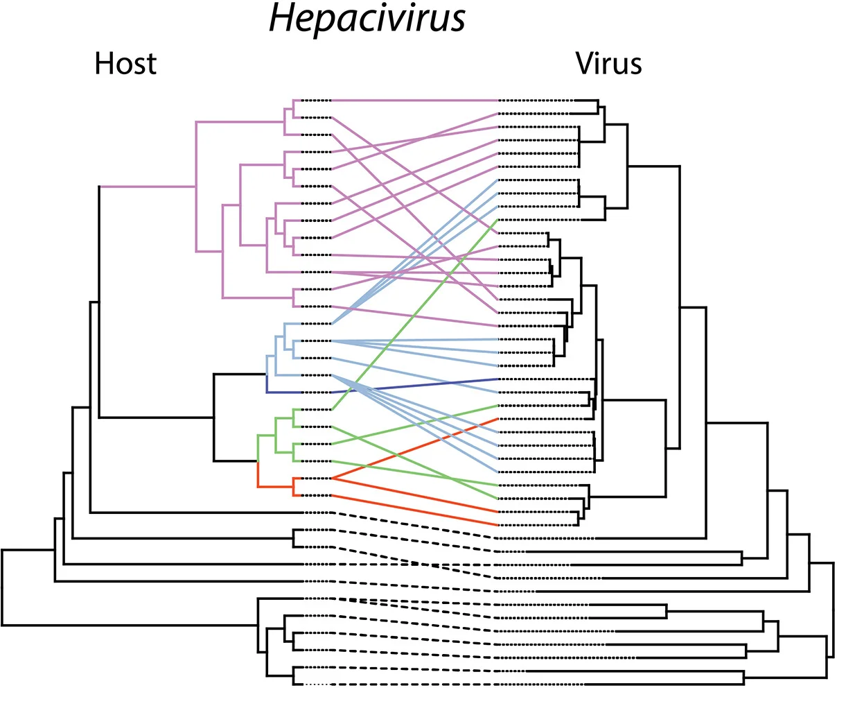 Open access visualization of Network, Sankey, Phylogenetic Analysis, Hepacivirus, Metahepadnavirus