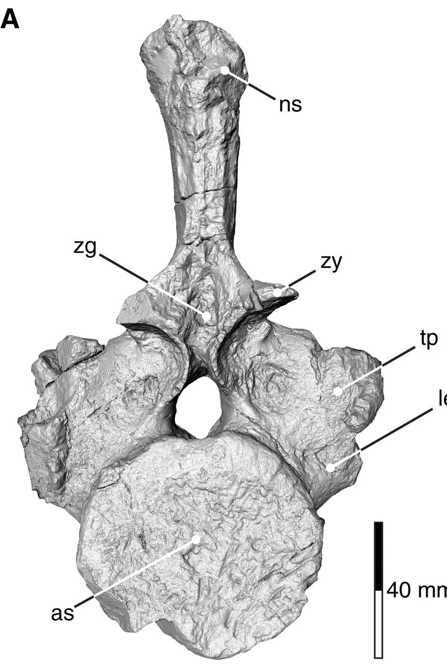 Open access visualization of 3D Plot, Phylogeny, Nothosauroidea, Ancestral Ranges, Dispersal