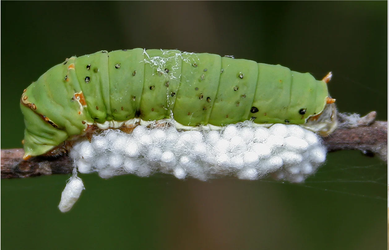 Open access visualization of Photo, Lime Butterfly Caterpillar, Parasitoid Wasp, Koinobiont Endoparasitoid, Wasp Larvae
