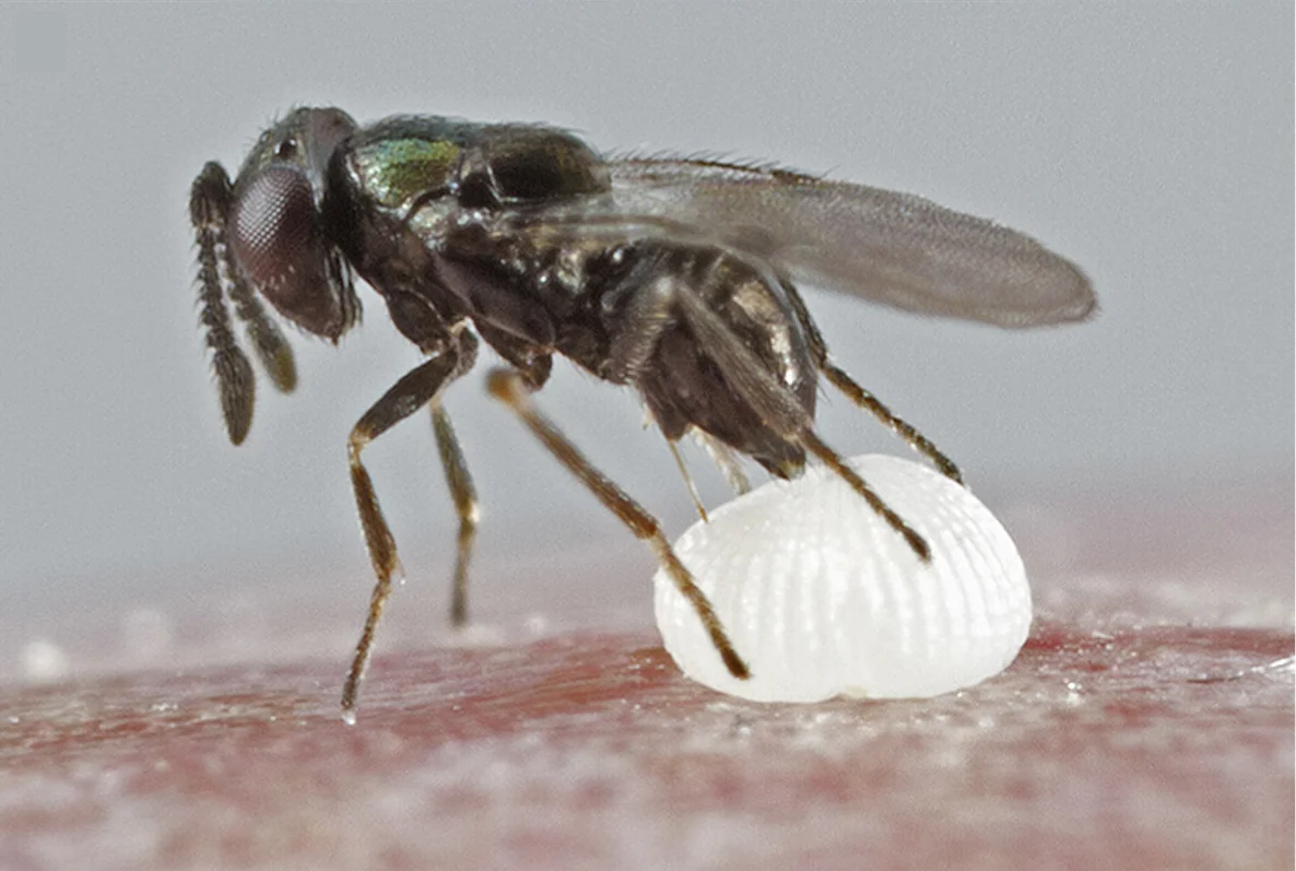 Open access visualization of Photo, Copidosoma floridanum, Cabbage Looper, Polyembryonic Egg, Koinobiont Endoparasitoid