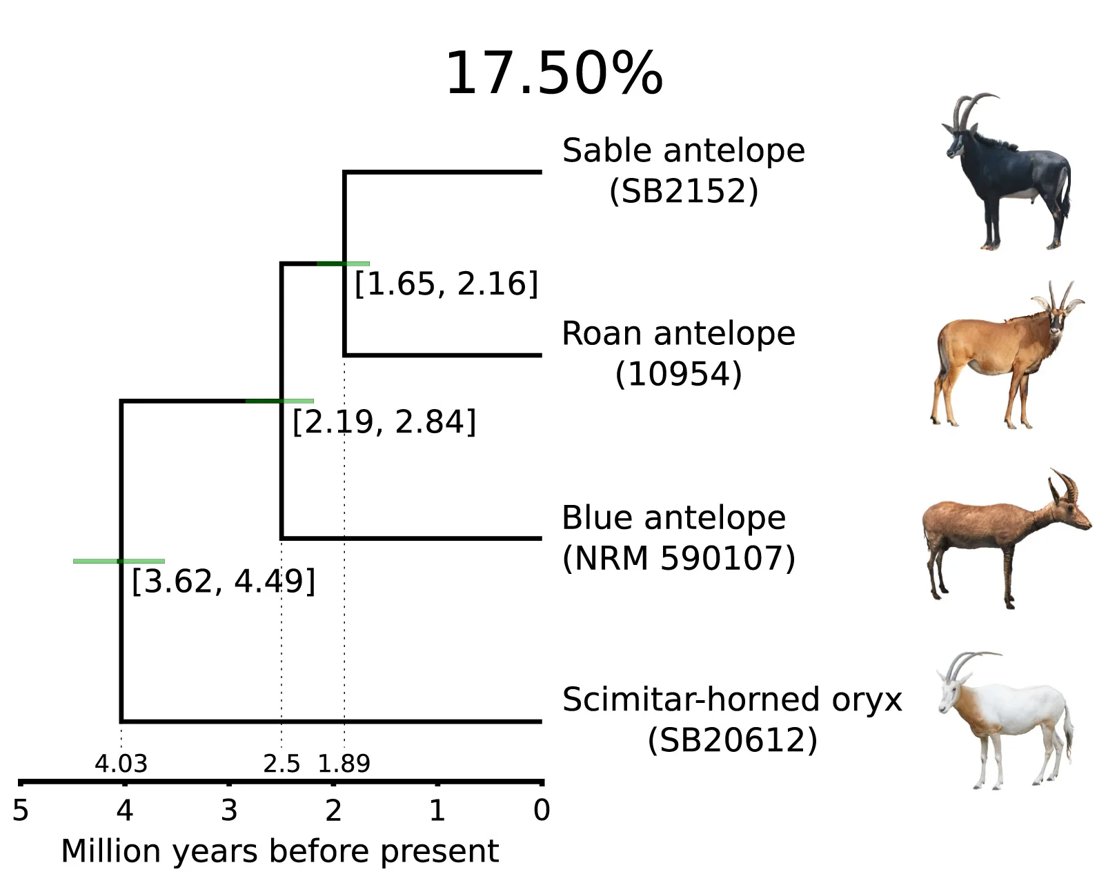 Open access visualization of Network, Topology, Sable Antelope, Roan Antelope, Gene Trees