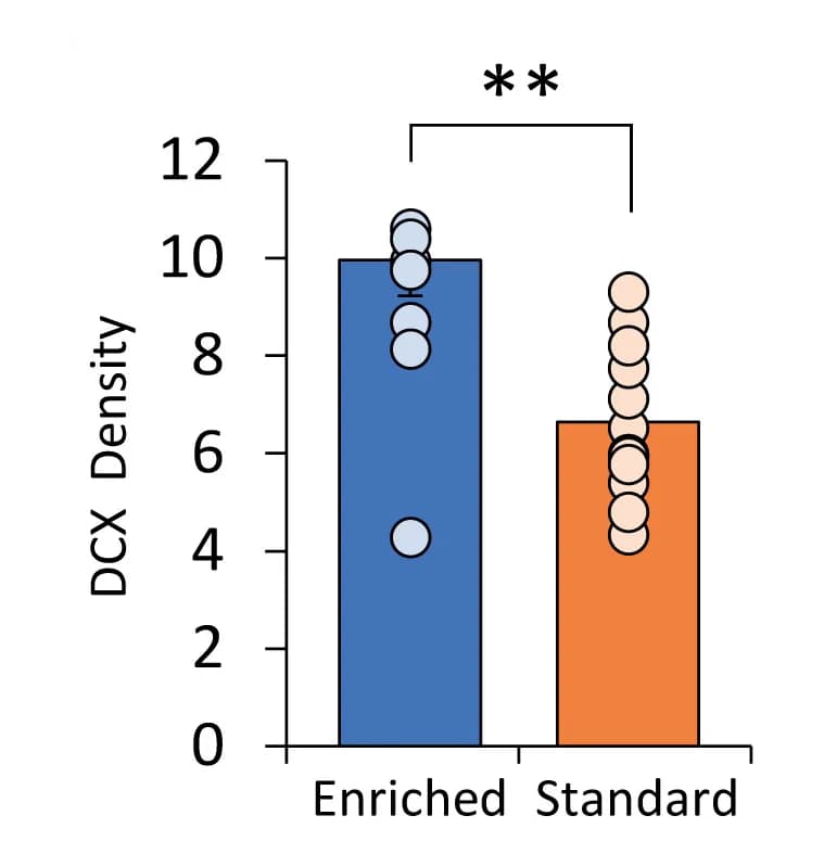 Open access visualization of Bar Plot, Scatter Plot, DCX Cells, Density, DG