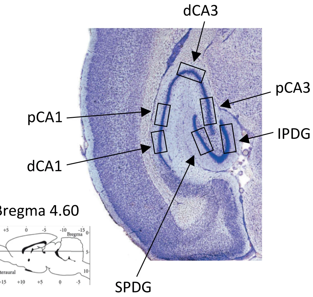 Open access visualization of Microscopy, NeuN, Brain Section, Regions of Interest, SPDG
