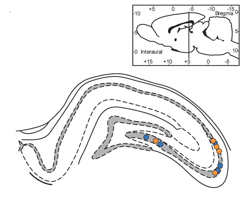 Open access visualization of Illustration, Tetrode Locations, Enriched Environment, Standard Environment, Rats