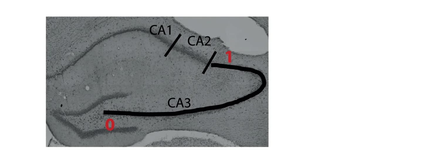 Open access visualization of Microscopy, Tetrode Location, CA3