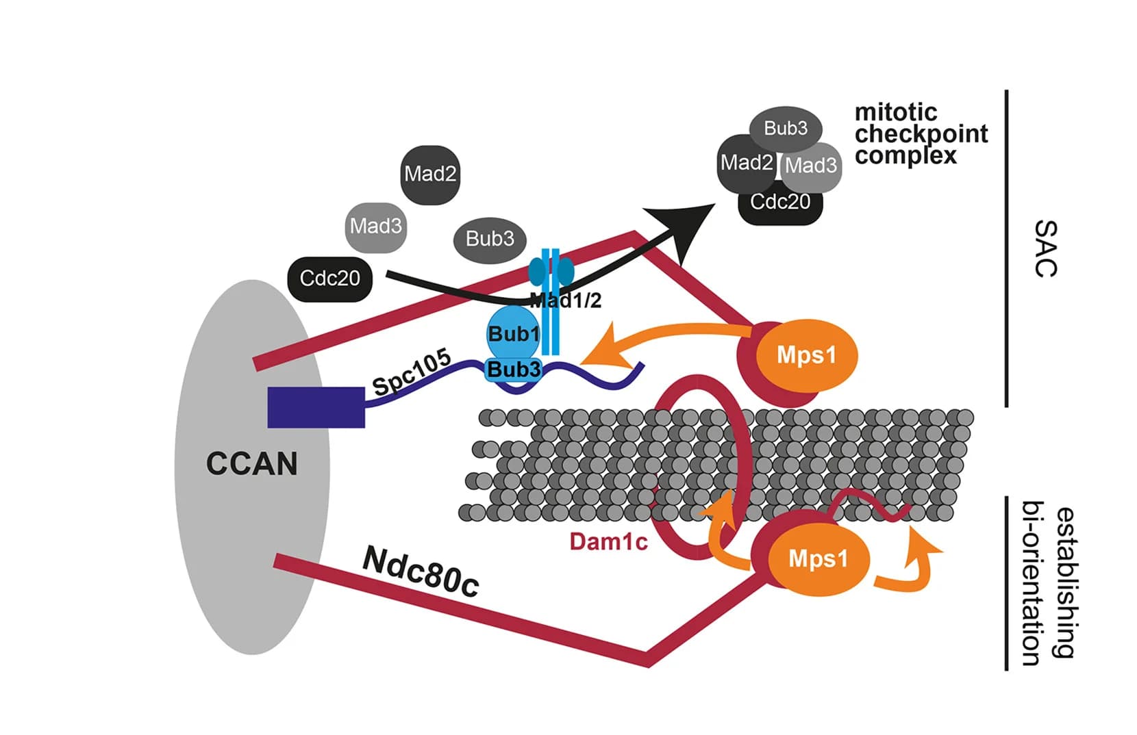 Open access visualization of Workflow, Illustration, Kinetochore, Mps1, Ndc80