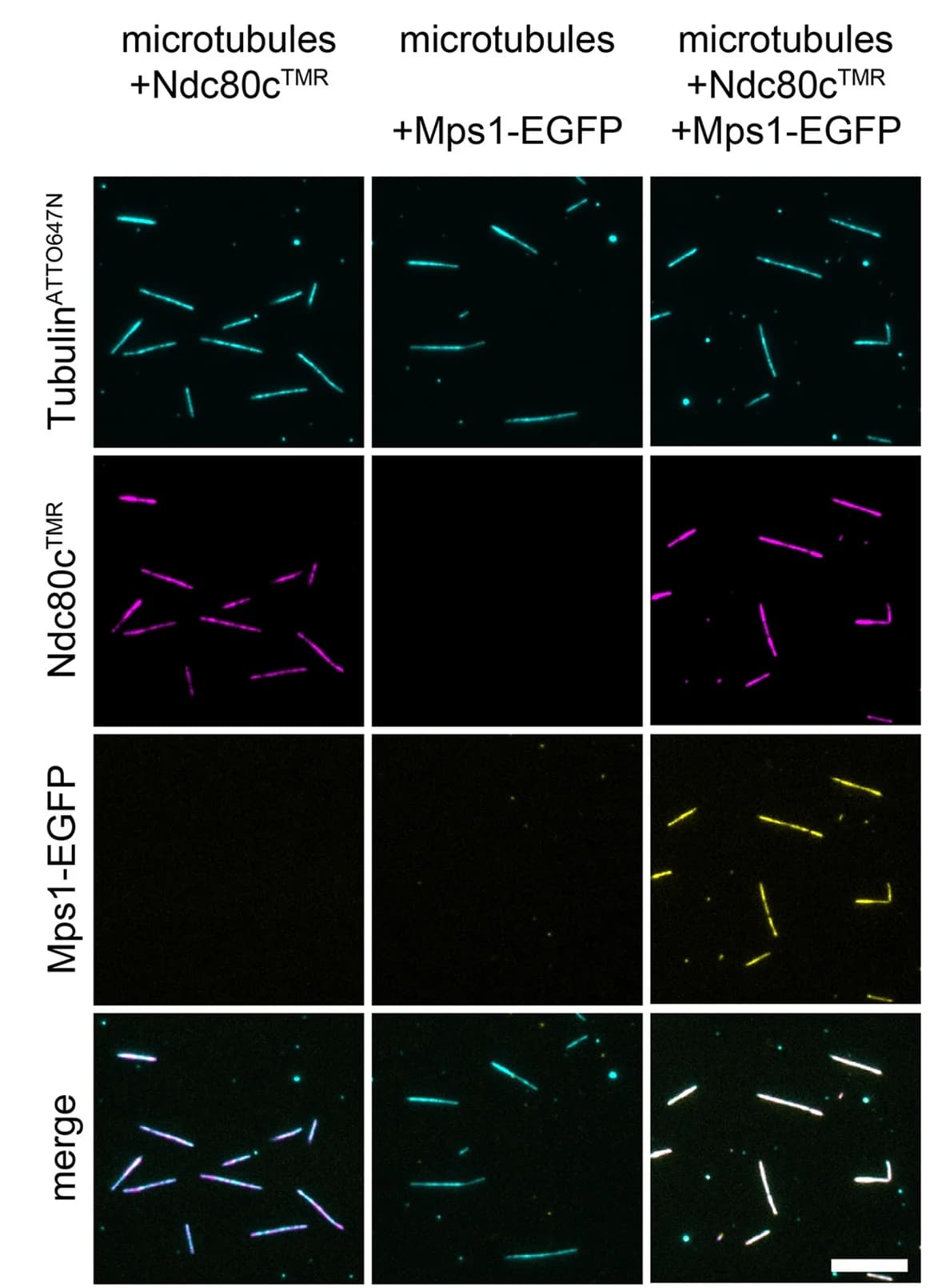 Open access visualization of Microscopy, TIRF Experiment, Ndc80cTMR, Mps1-EGFP, Taxol-Stabilized Microtubules