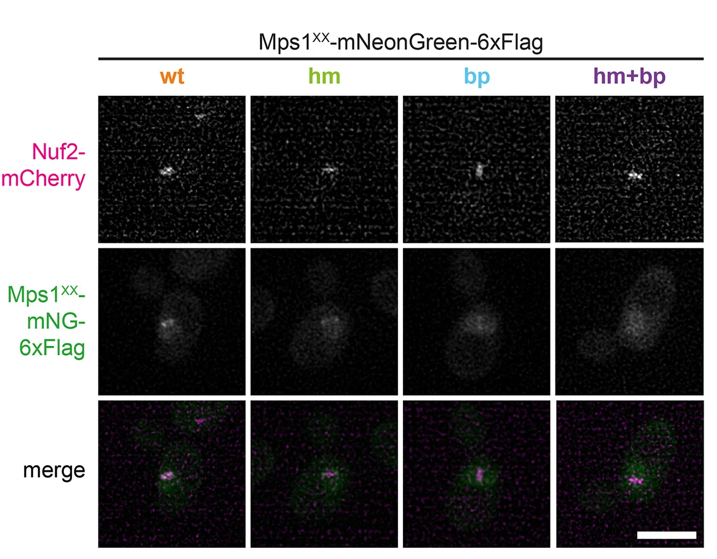 Open access visualization of Microscopy, Metaphase Cells, Nuf2-mCherry, Mps1-mNeonGreen-6xFlag, Spindles