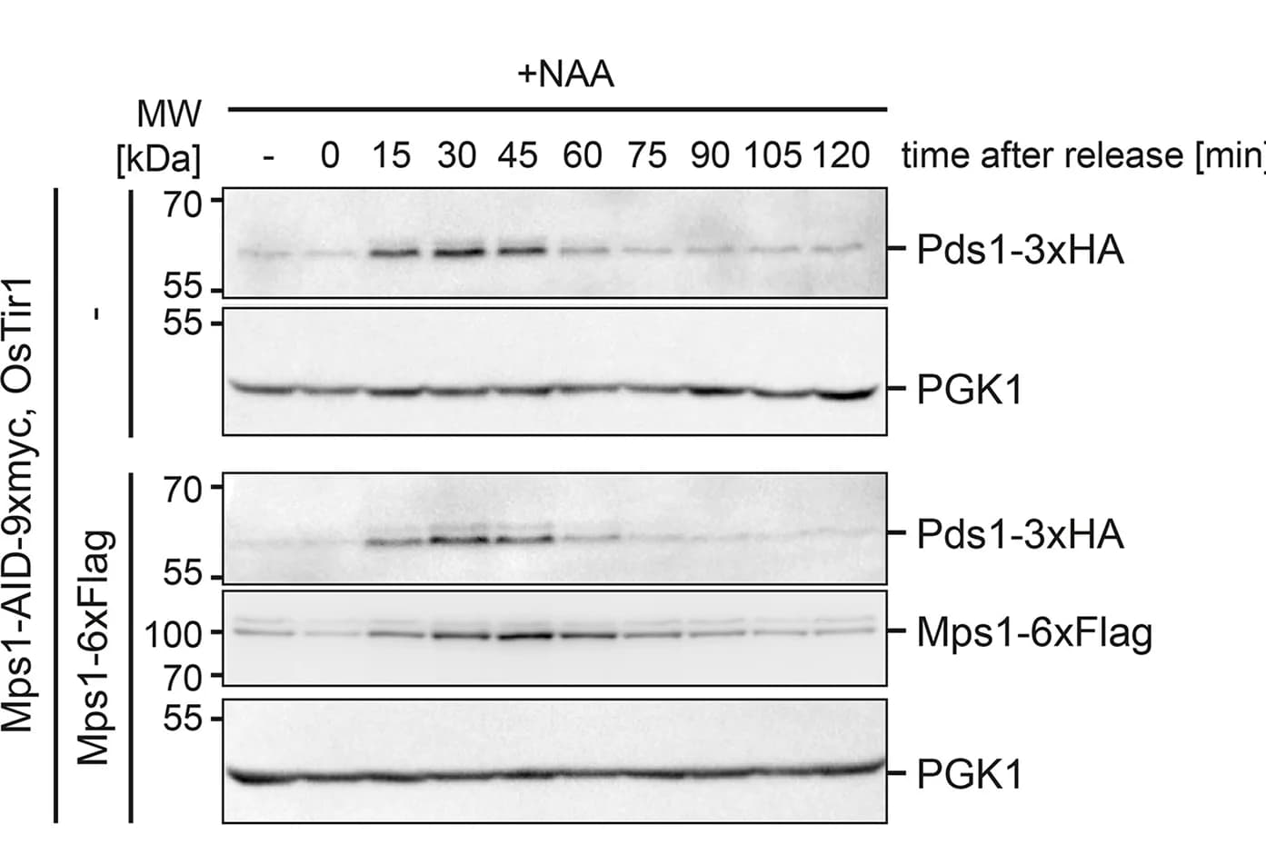 Open access visualization of Gel, Cell Cycle, Mps1 Depletion, Mps1-6xFlag, Mitosis