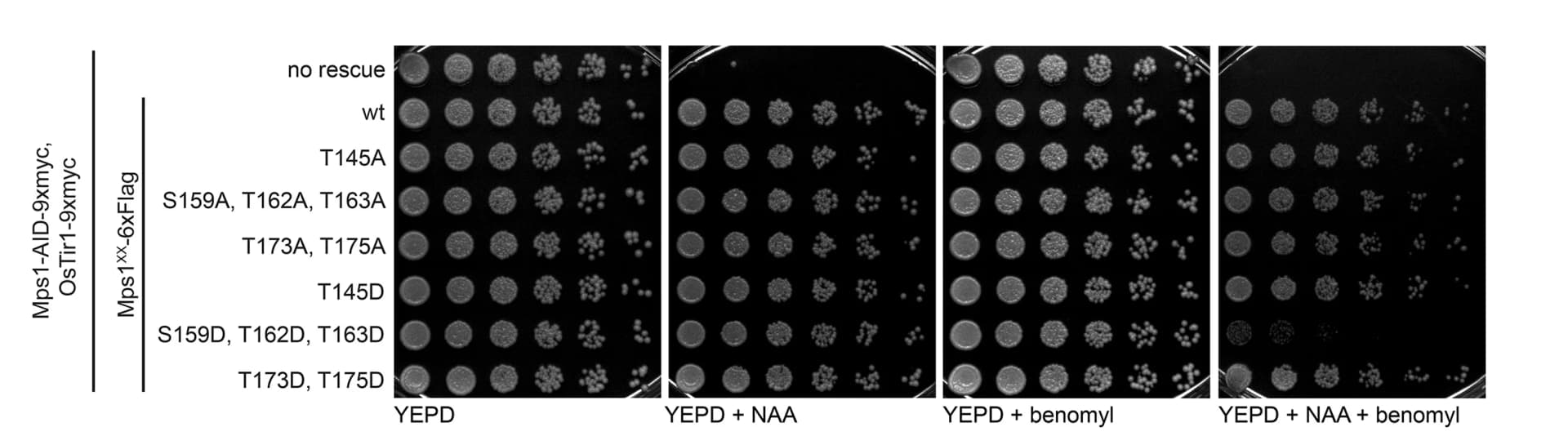Open access visualization of Photo, Gel, Serial Dilution Assay, Growth Phenotypes, Mps1 Mutants
