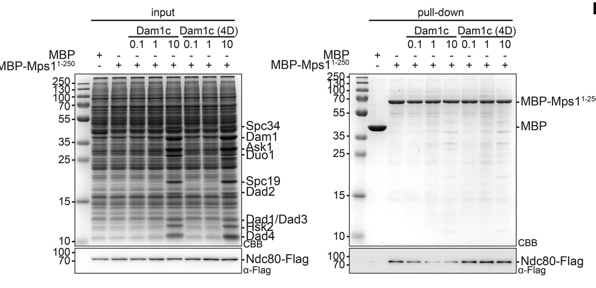 Open access visualization of Gel, Pull-Down Experiment, MBP-Mps11-250as Bait, Hi5 Cells, Ndc80 Complex