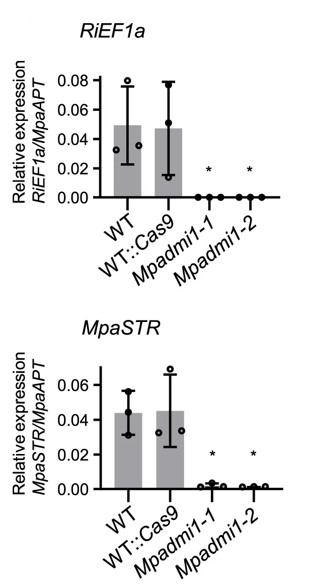 Open access visualization of Bar Plot, Error Bars, Transcript Accumulation, Thalli, RT-qPCR