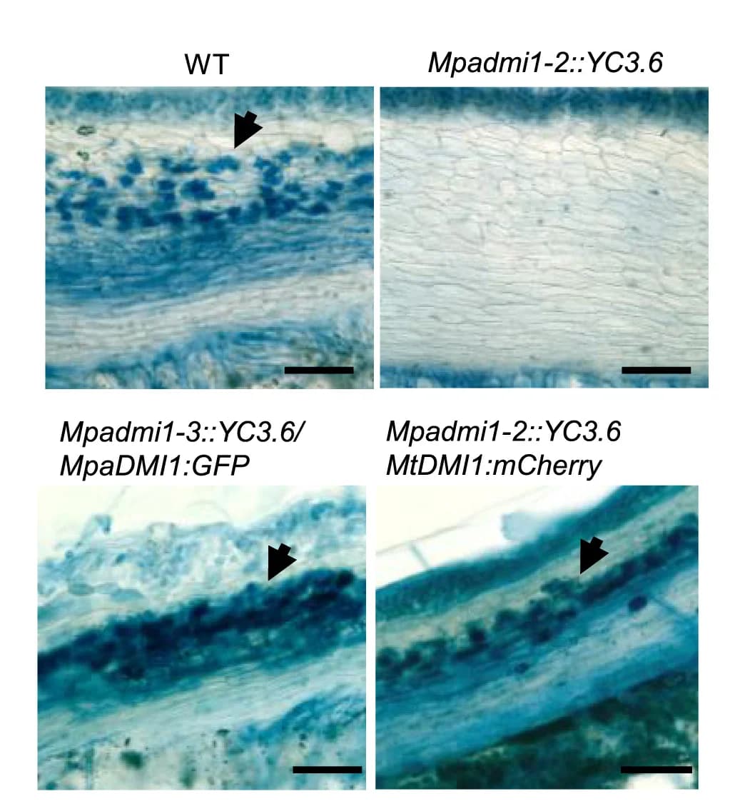 Open access visualization of Microscopy, Transversal Sections, Thalli, Wild Type, Mutant