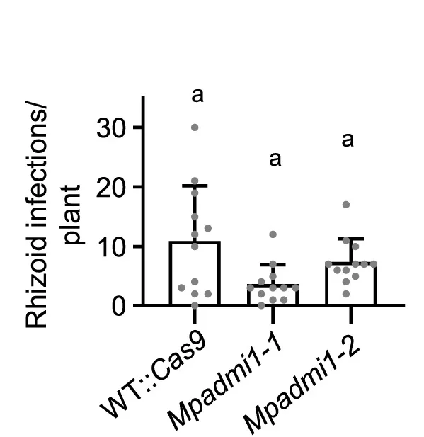 Open access visualization of Box Plot, Scatter Plot, Rhizoids, Colonization, Hyphae