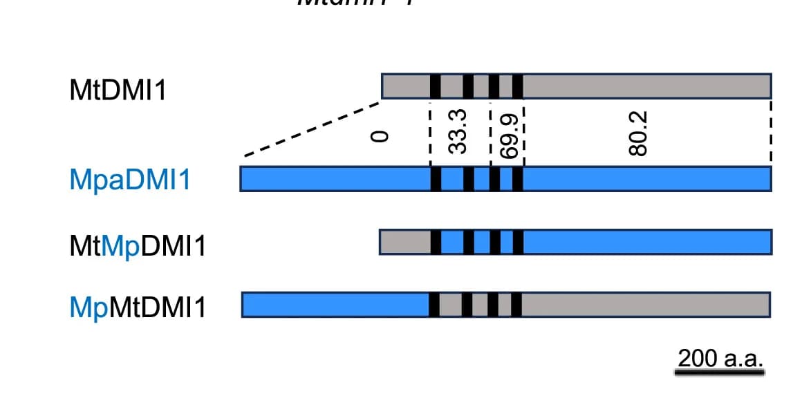 Open access visualization of Illustration, Amino Acid Sequences, MtDMI1, MpaDMI1, Chimeric Constructs