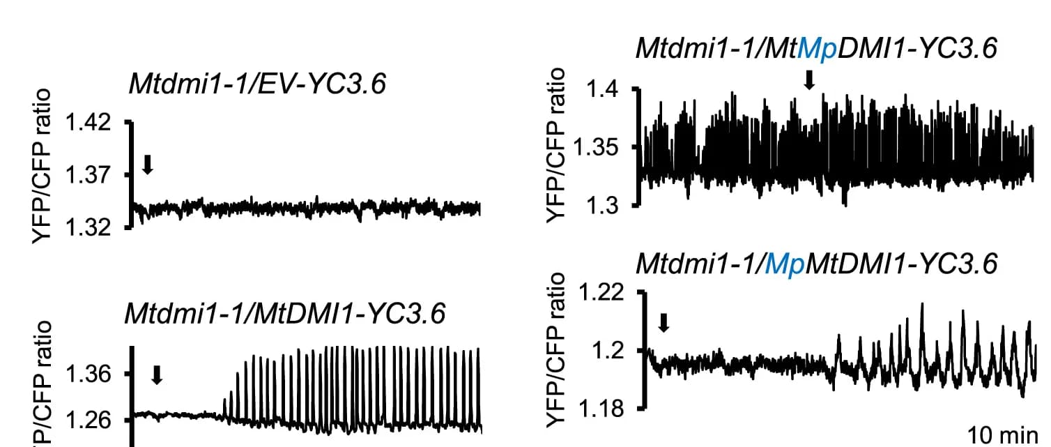 Open access visualization of Line Plot, Nuclear Calcium Oscillation, Nod Factor, YFP/CFP Fluorescence