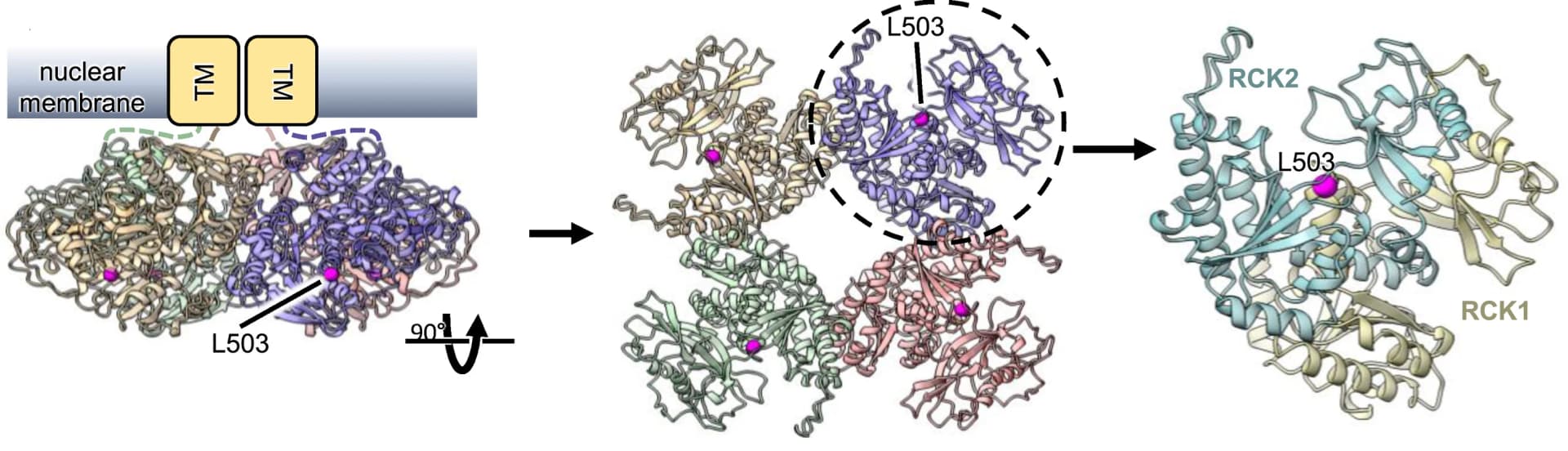 Open access visualization of Protein Structure, AlphaFold2, Multimer Model, Nucleoplasmic Gating Ring, MtDMI1 Subunits