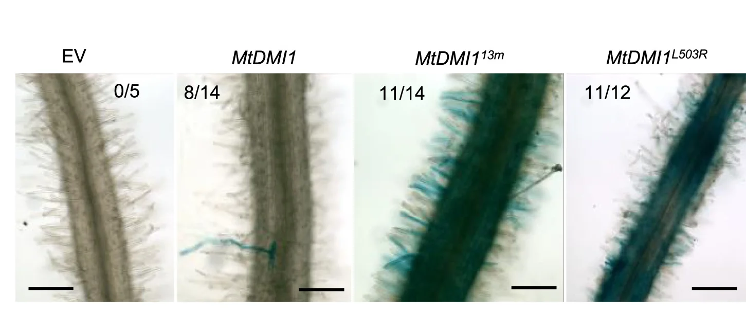 Open access visualization of Microscopy, pENOD11:GUS Expression, DMI1 Variants, Nod Factor, Beta-Glucuronidase