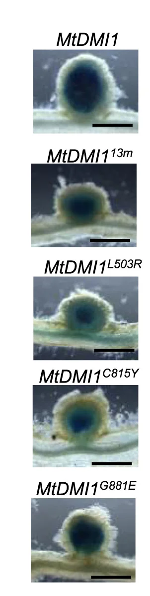 Open access visualization of Microscopy, Nodules, S. Meliloti, LacZ