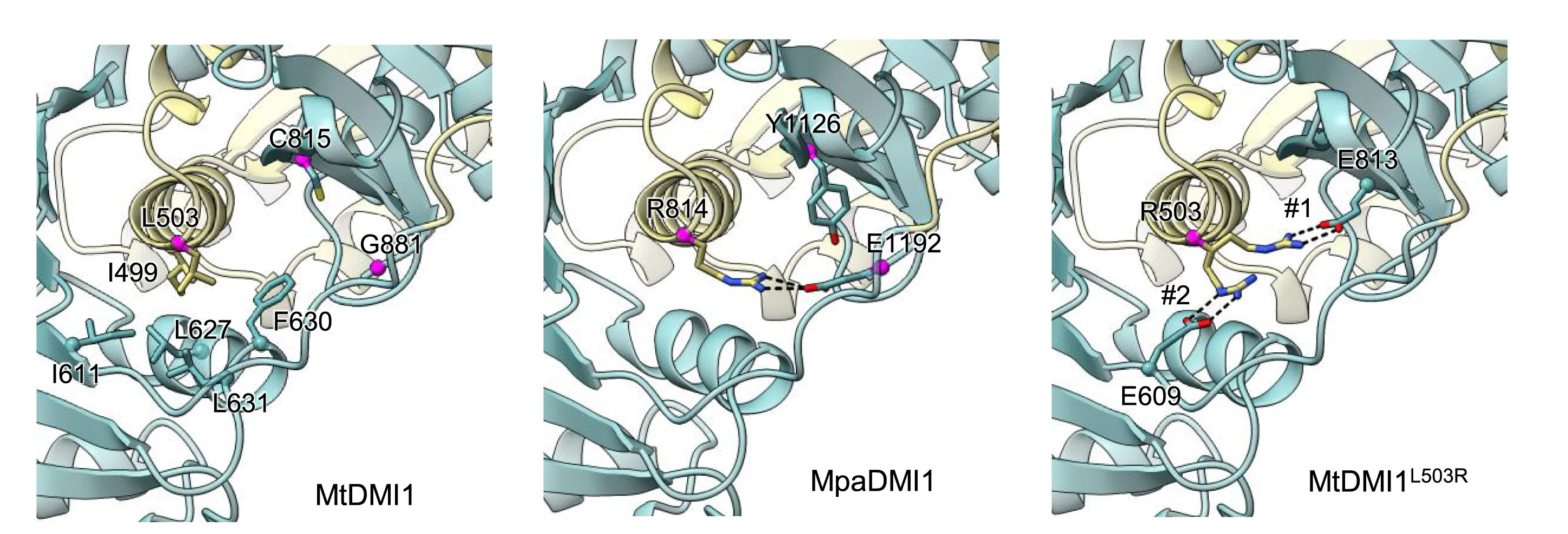 Open access visualization of Protein Structure, Structural Modeling, L503R, MtDMI1, RCK1 Domain