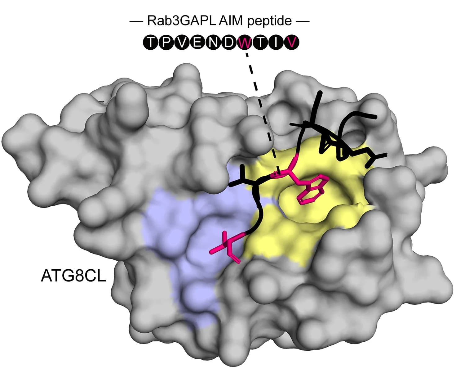 Open access visualization of Protein Structure, AF2-M Model, Rab3GAPL, ATG8CL, Protein Interaction