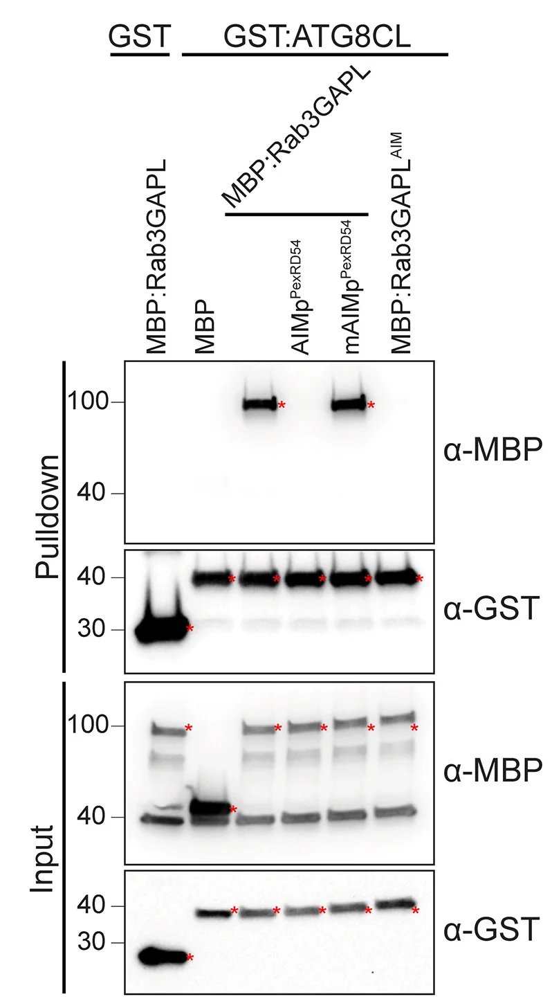 Open access visualization of Gel, GST Pull-Down Assay, Rab3GAPL, ATG8CL, Protein Interaction