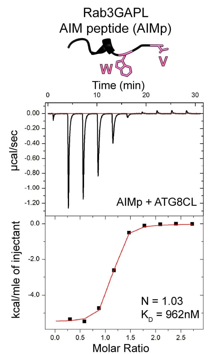 Open access visualization of Line Plot, AIM Peptide, Rab3GAPL, ATG8CL, Protein Binding