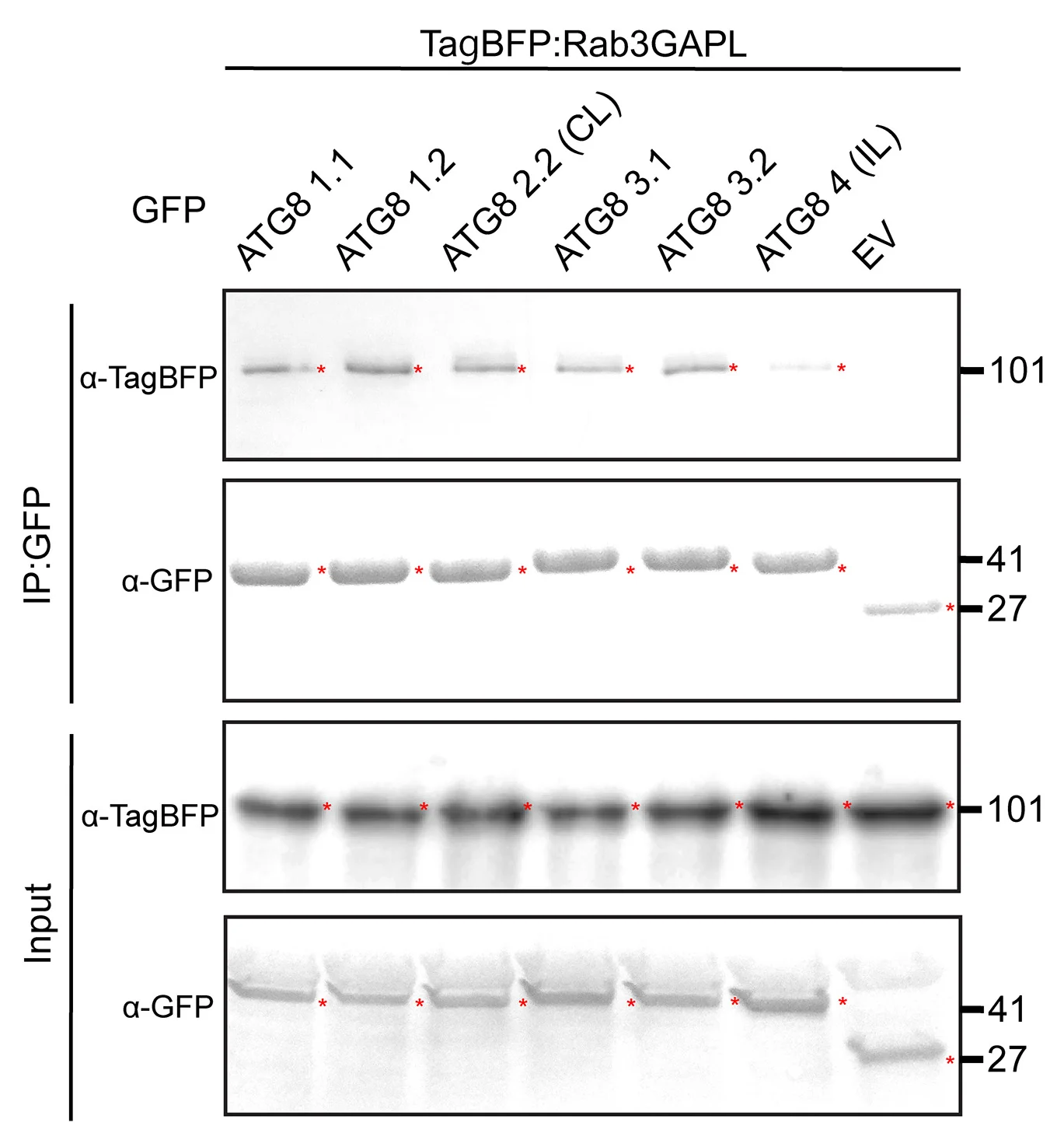 Open access visualization of Gel, Rab3GAPL, ATG8 Isoforms, Protein Binding, Co-expression