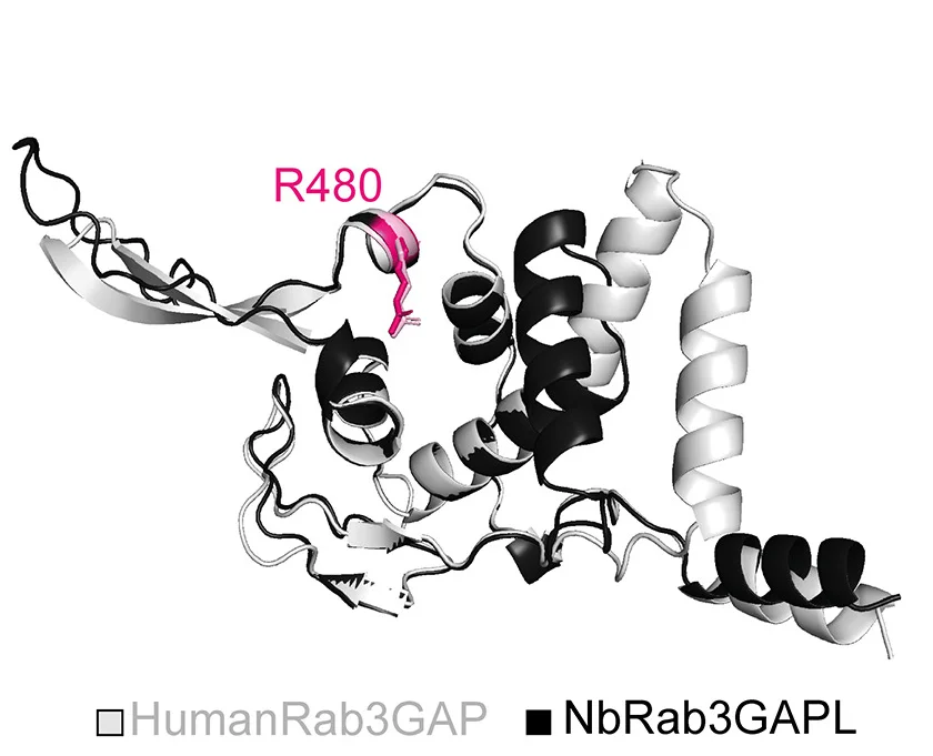 Open access visualization of Protein Structure, Structural Alignment, GAP Domains, Rab3GAP, Rab3GAPL