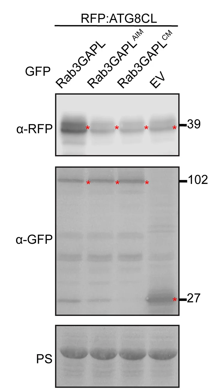 Open access visualization of Gel, Western Blot, RFP:ATG8CL Depletion, GFP:Rab3GAPL, GFP:Rab3GAPLAIM