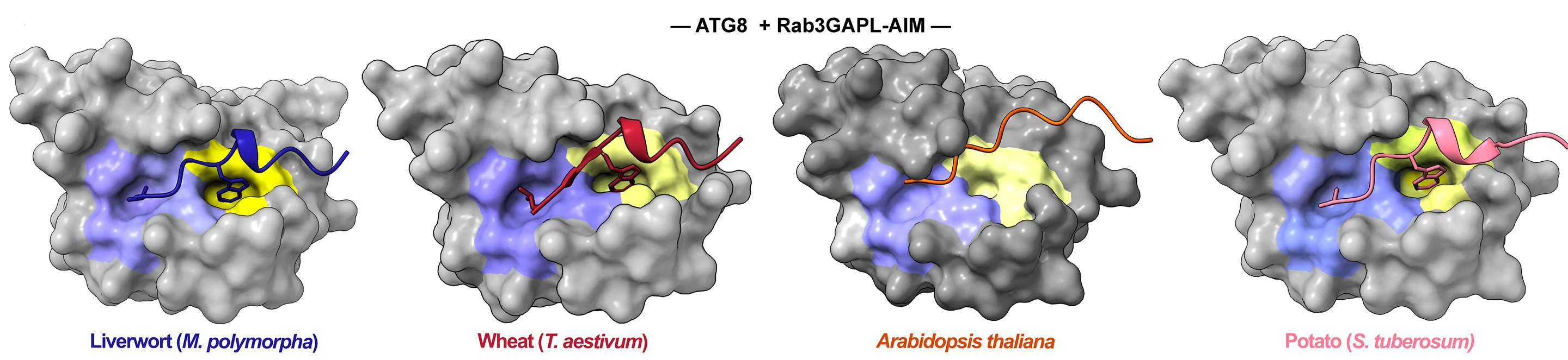 Open access visualization of Protein Structure, AF2-M Predictions, ATG8s, Rab3GAPL AIMs, Liverwort