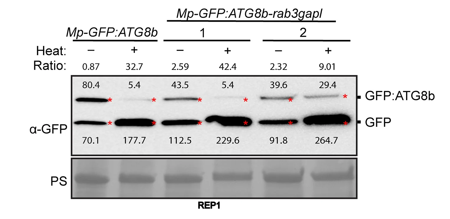 Open access visualization of Gel, Marchantia Polymorpha, Rab3GAPL-KO Mutants, ATG8 Autophagic Flux, Autophagic Flux