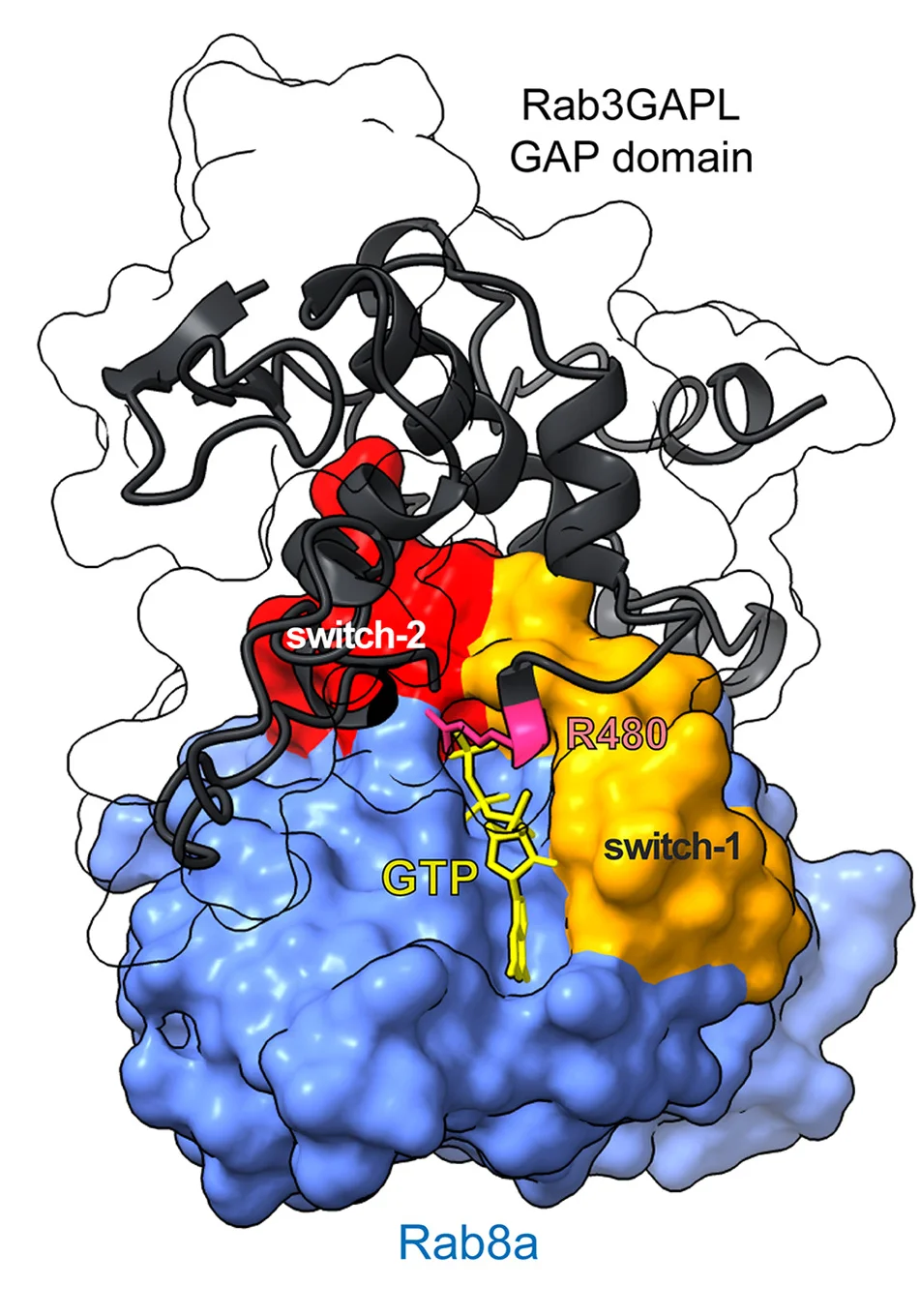Open access visualization of Protein Structure, 3D Plot, Chemical Structure, Rab8a, Rab3GAPL