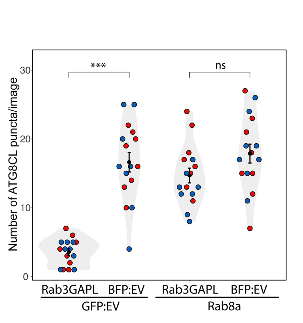 Open access visualization of Violin Plot, Scatter Plot, Error Bars, Rab3GAPL, ATG8CL