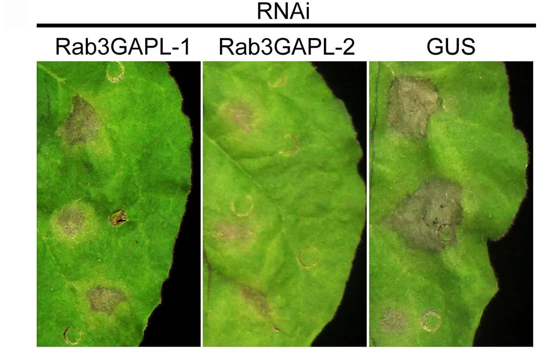 Open access visualization of Photo, Rab3GAPL, Silencing, Susceptibility, P. infestans