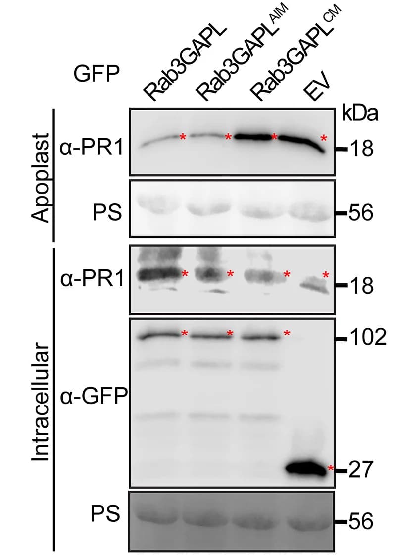 Open access visualization of Gel, Western Blot, Rab3GAPL, Rab3GAPLAIM, Rab3GAPLCM