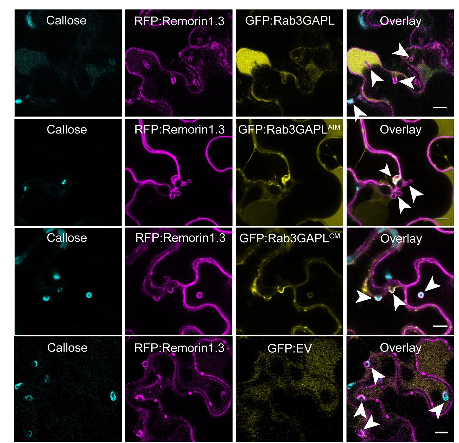 Open access visualization of Microscopy, Rab3GAPL, Callose Deposition, P. infestans Haustoria, Catalytic Activity