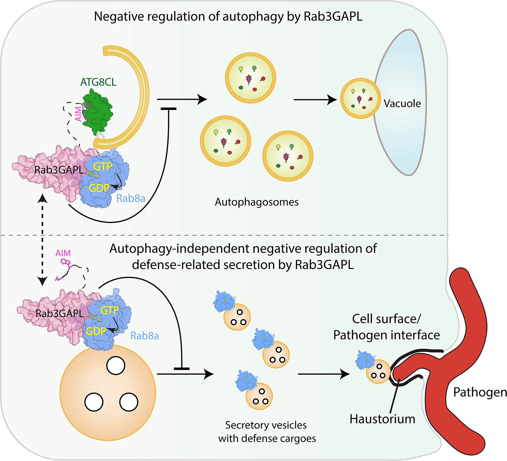 Open access visualization of Workflow, Illustration, Autophagy, Defense-Related Secretion, Rab8a