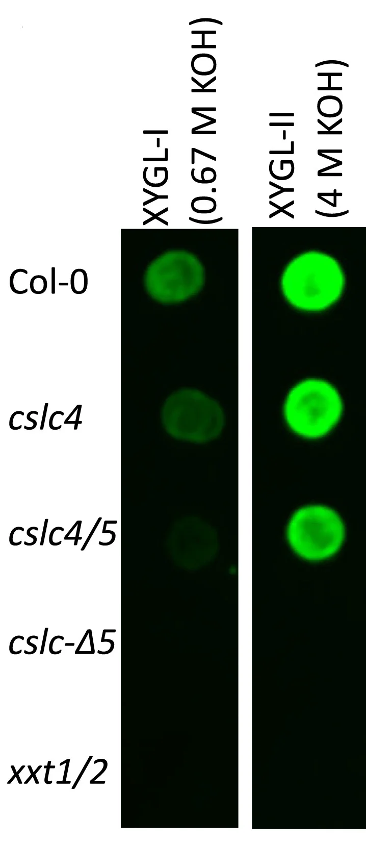 Open access visualization of Gel, Immunolabeling, Dot Blots, Xyloglucan, Seedlings