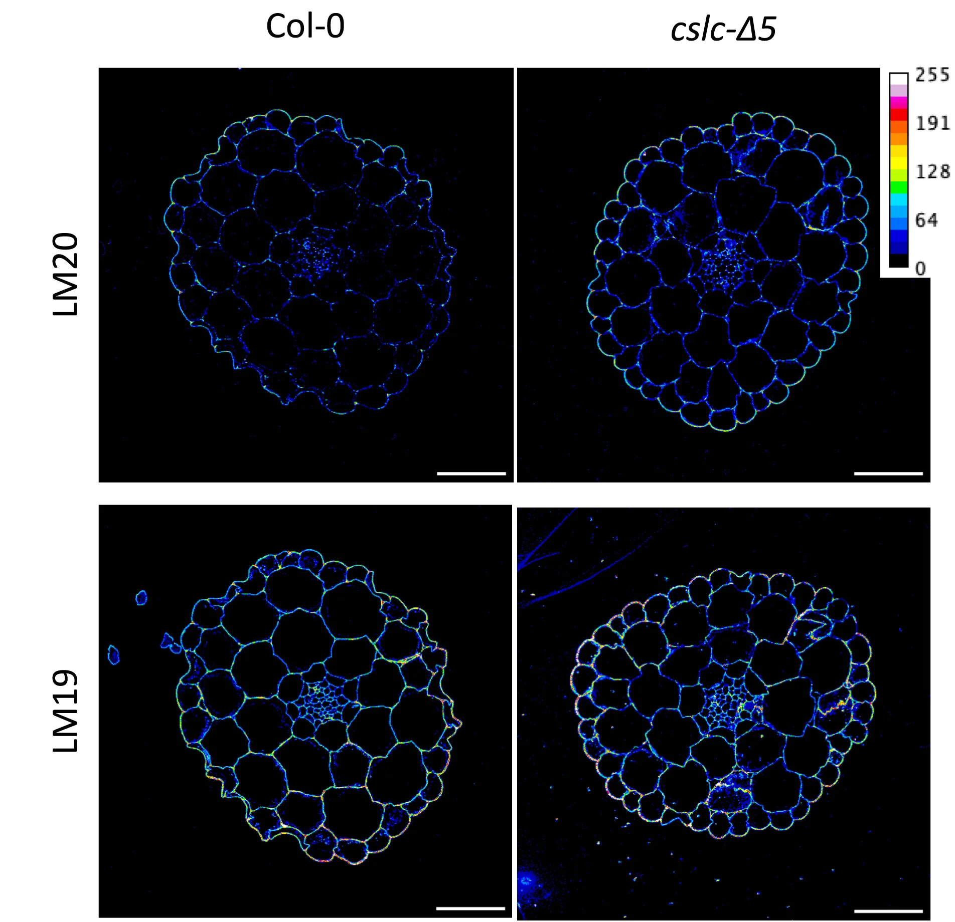 Open access visualization of Microscopy, Immunolabeling, Antibodies, Hypocotyls, Micrographs
