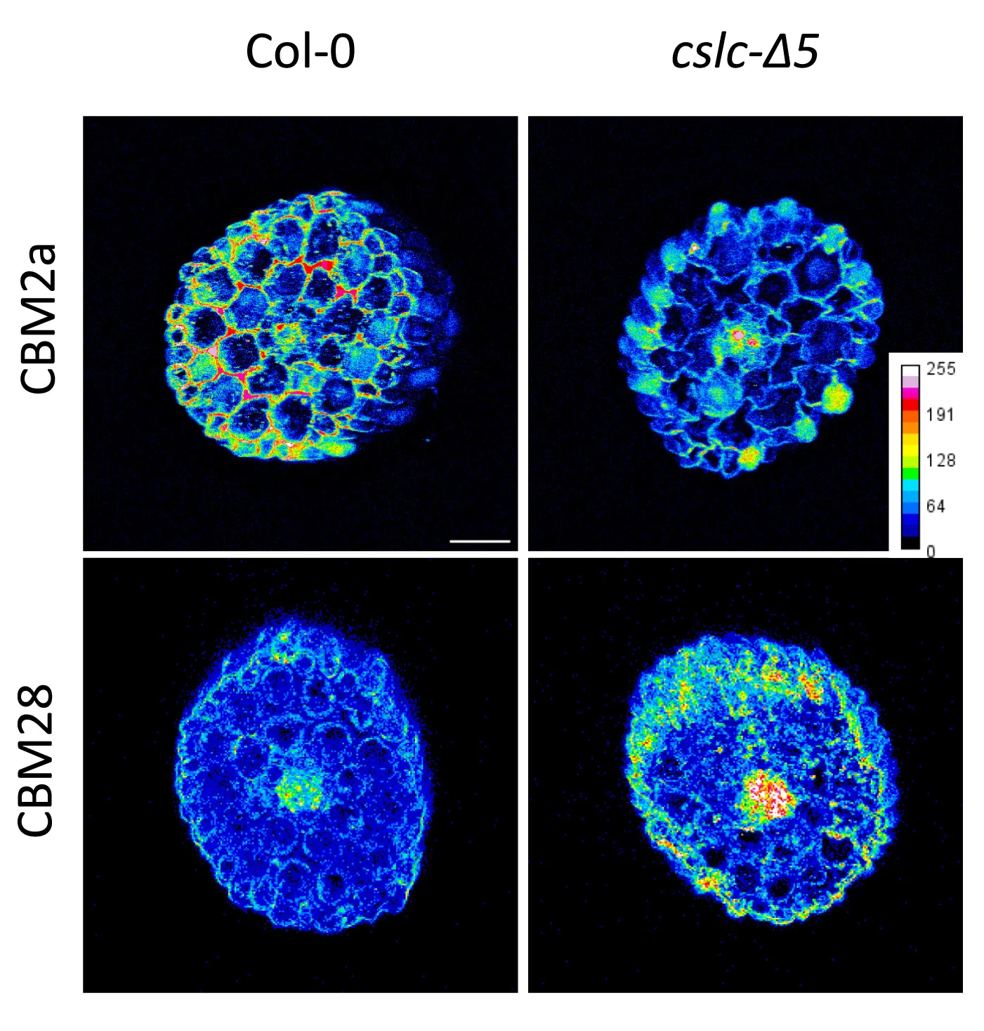 Open access visualization of Microscopy, Hypocotyl Sections, CBM2a, CBM28, Crystalline Cellulose