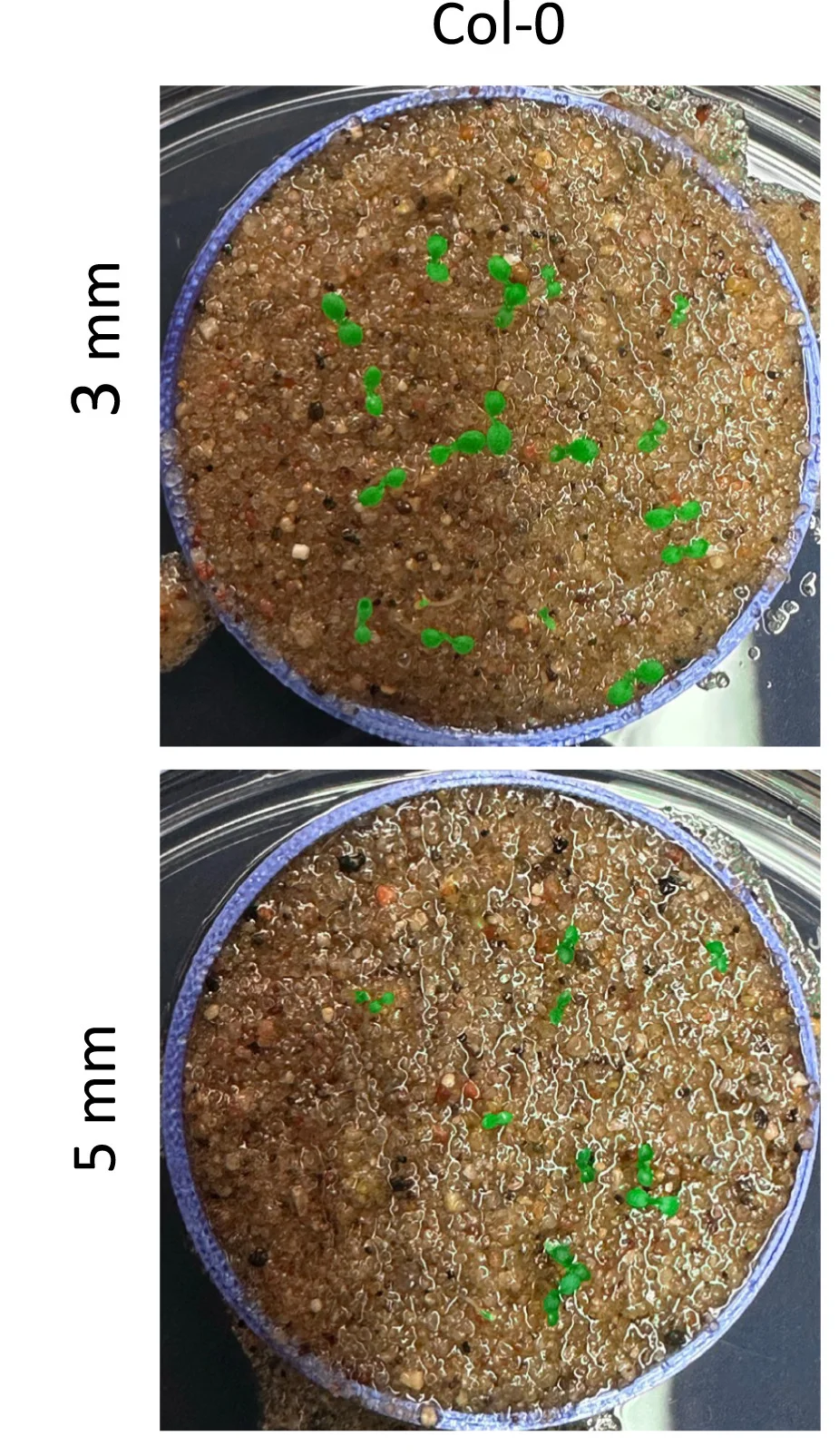 Open access visualization of Photo, Seedlings, Sand Layer, Greening