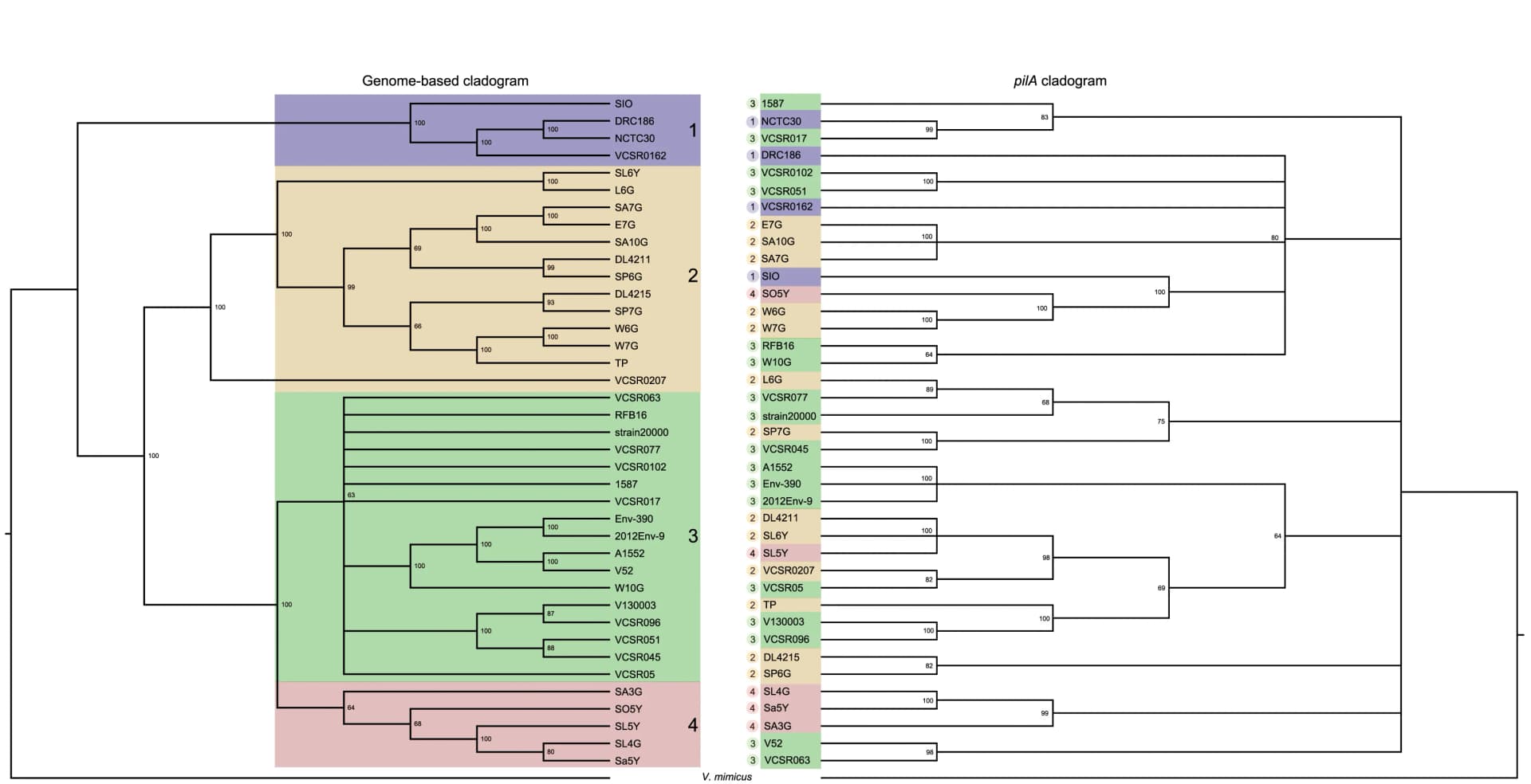 Open access visualization of Network, Pathway, Cladogram, Vibrio Cholerae, Core Genes
