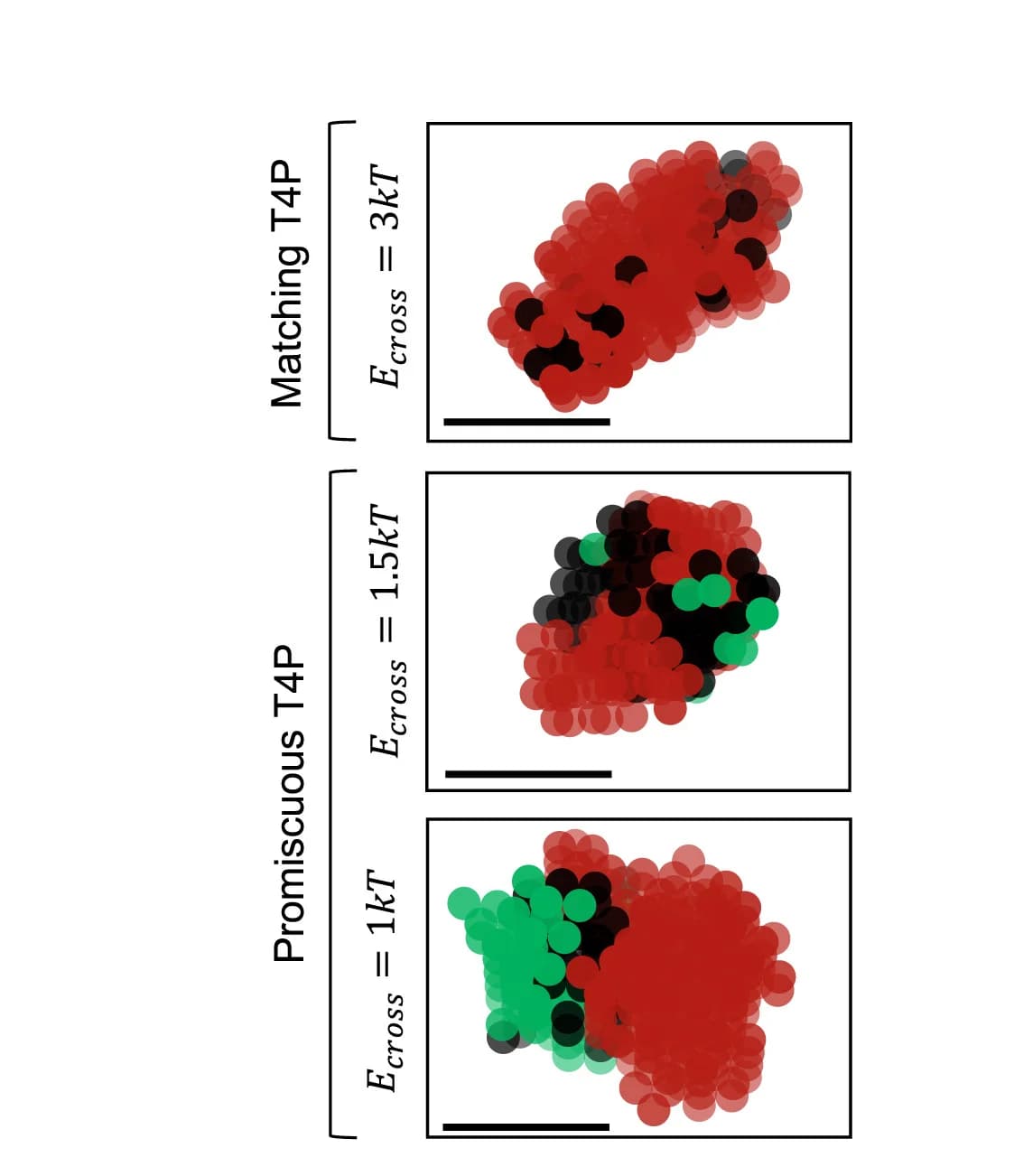 Open access visualization of Scatter Plot, Simulations, T4P Promiscuity, T4P, Binding Energy