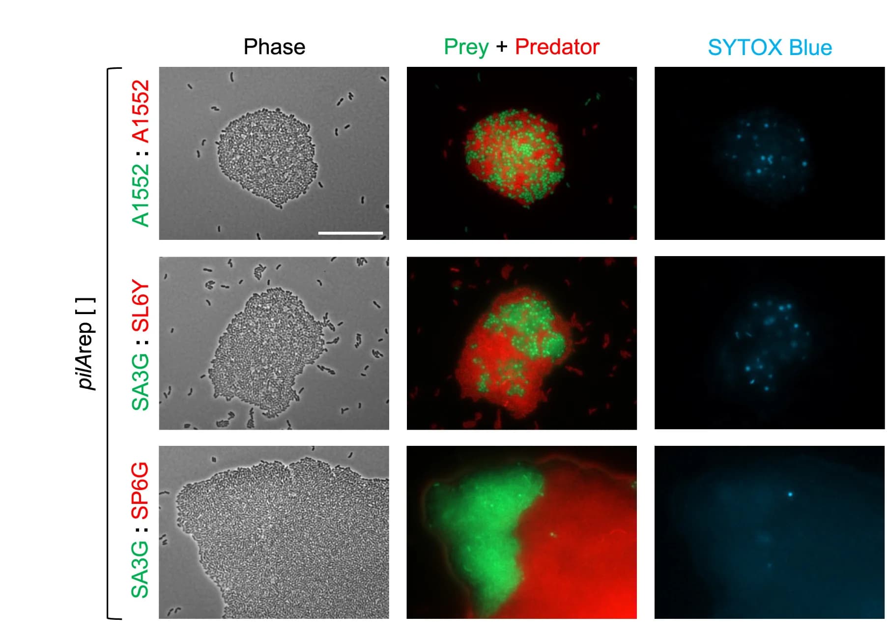 Open access visualization of Microscopy, Co-culture Experiments, T6SS, Predator Strains, Prey Strains
