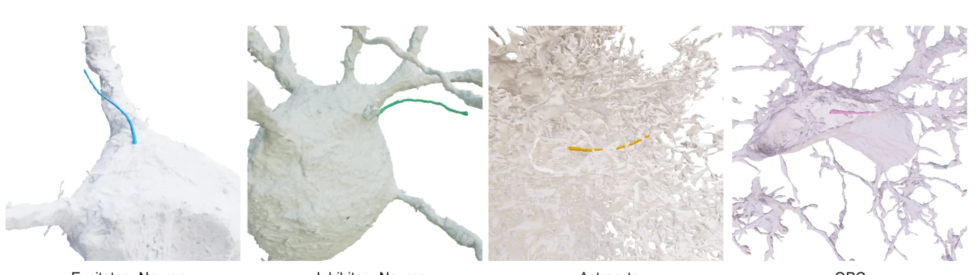 Open access visualization of Protein Structure, Cilia, Astrocytes, OPC