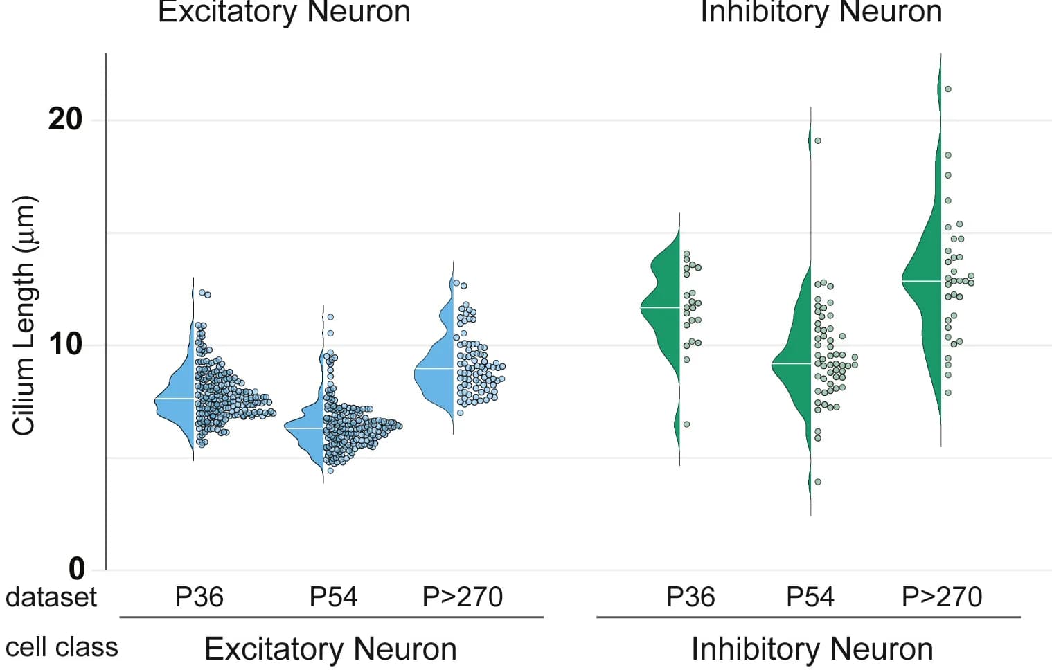 Open access visualization of Violin Plot, Scatter Plot, Raincloud Plot, Cilium Length