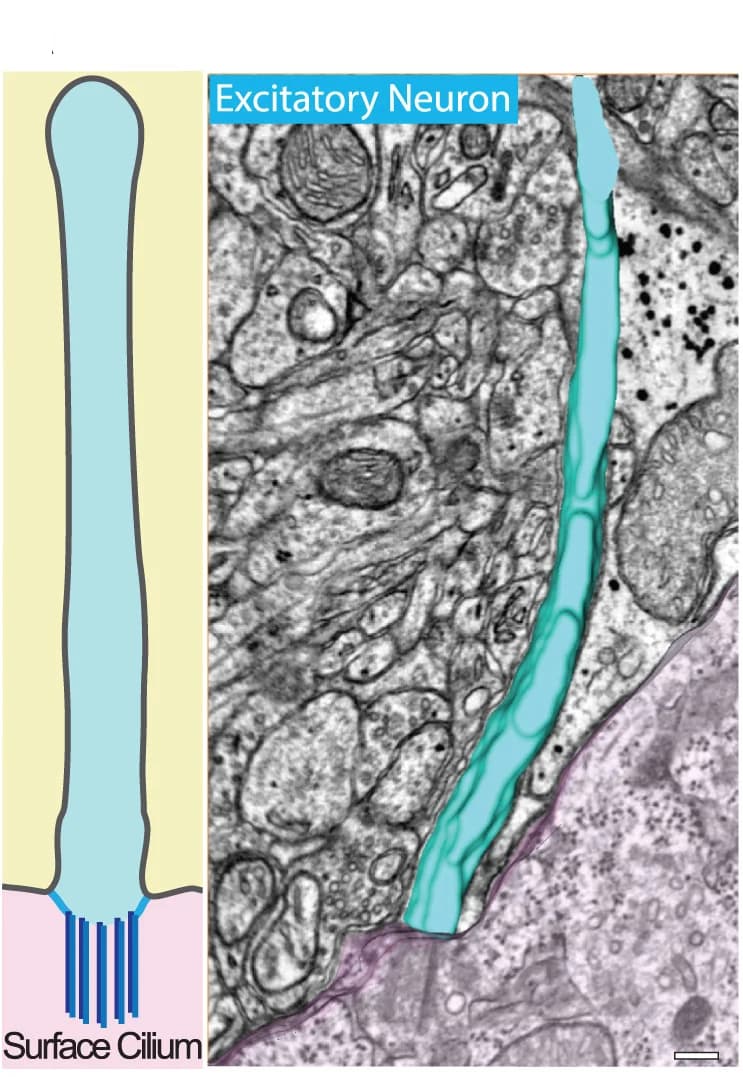 Open access visualization of Microscopy, Illustration, Surface Cilia, Pocket Cilia, Excitatory Neuron