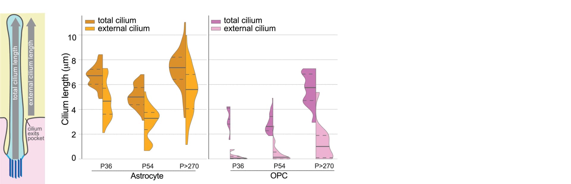 Open access visualization of Violin Plot, Path Lengths, External, Total
