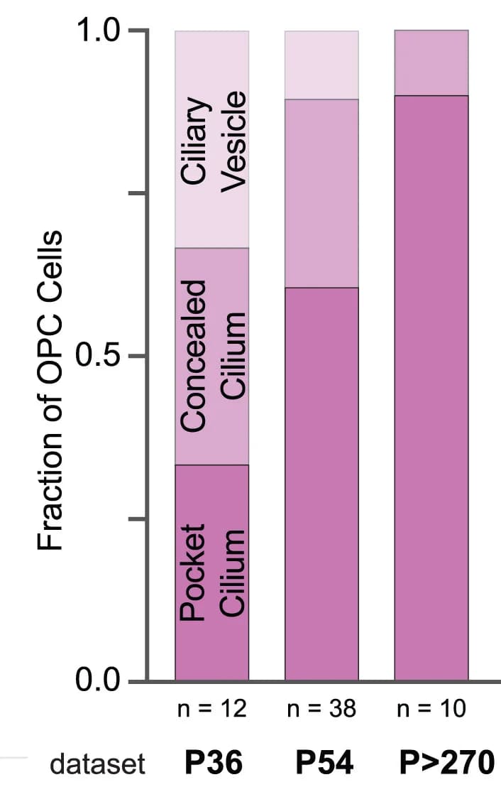 Open access visualization of Stacked Bar Plot, OPC, Classifications, Dataset